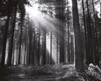 Wickes  ohpopsi Black and White Forest Wall Mural - L 3m (W) x 2.4m 