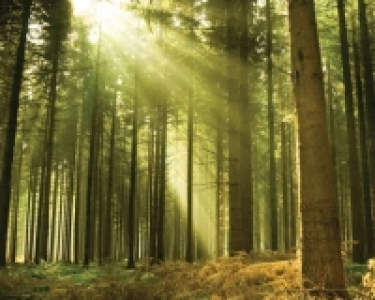 ohpopsi Sunlight Through Trees Wall Mural - XL 3.5m (W) x 2.
