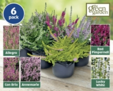 Autumn Heather £3.99
