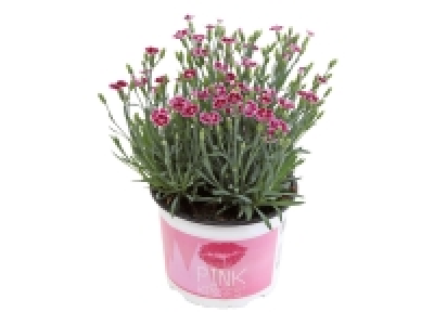 Dianthus Pink Kisses £2.79