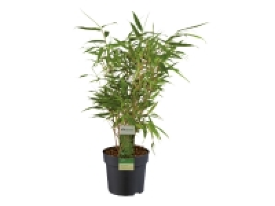 Garden Bamboo £5.99