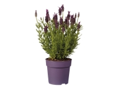 French Lavender £2.49