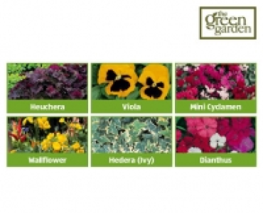 Autumn Basket Plants