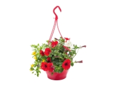 Colourful Hanging Baskets