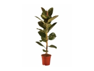Large Green Houseplants £11.99