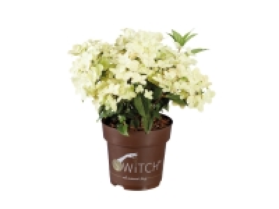 Hydrangea Paniculata £6.99