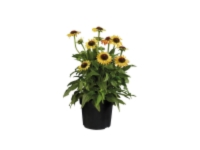 Echinacea Moodz £5.99
