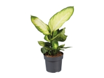 House Plants £8.99