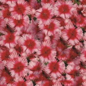 Dianthus 6 Pack £3.95