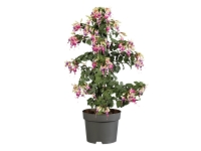 Fuchsia £4.99