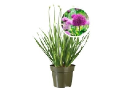 Lidl  Allium