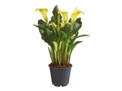 Assorted Calla Lilies £5.00