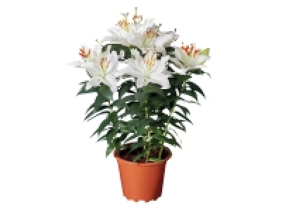 Oriental Lilies £7.49