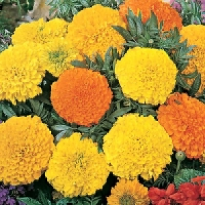Prefers Well Drained Soil, Multi Pu American Marigold Mix - 13cm