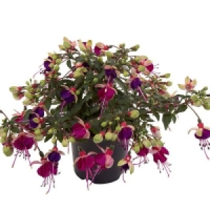 Prefers Well Drained Soil, Multi Pu Trailing Fuchsia - 10.5cm