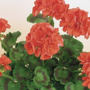 Homebase Prefers Well Drained Soil, Multi Pu Orange Geranium - 13cm