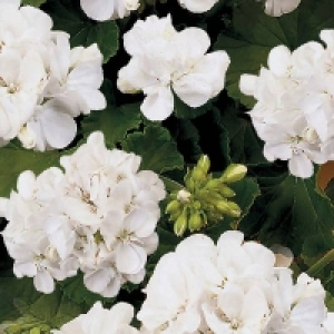 Prefers Well Drained Soil, Multi Pu Geranium - White - 13cm