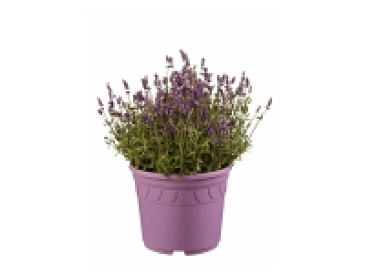 Giant Lavender £9.99