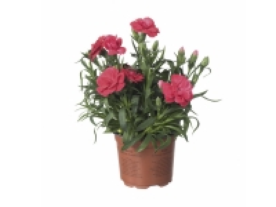 Dianthus £1.00
