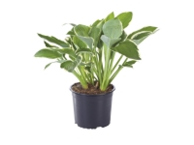 Hosta £3.99