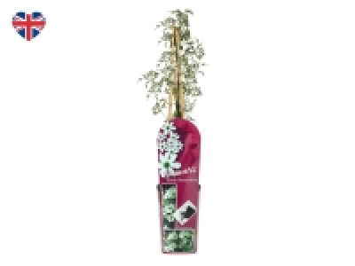 British Clematis £5.99