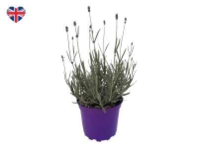 English Lavender £2.99