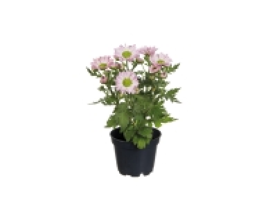 Mini Chrysanthemum £0.99