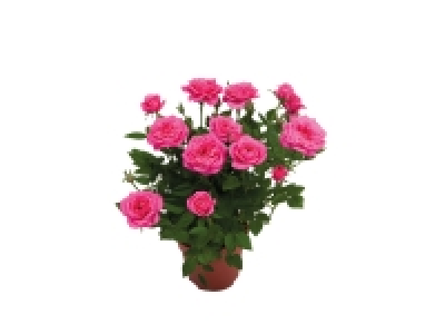 Mini Rose £1.99
