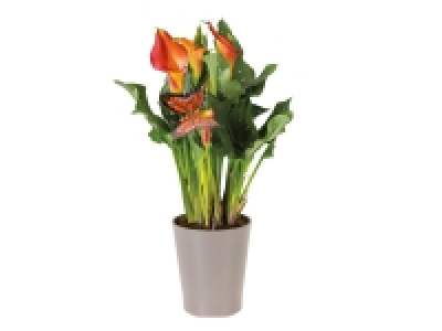 Lidl  Calla in Ceramic Pot