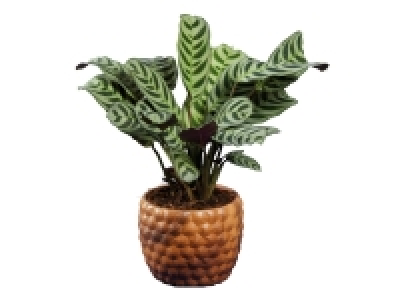 Green Plant in Wood Design Ceramic