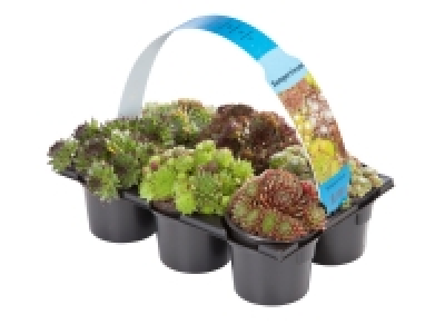 Mixed Sempervivum &pound;4.99