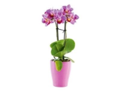 Mini Orchid in Ceramic Pot £3.99