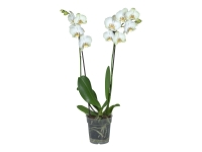 Twin Stem Orchid £7.99