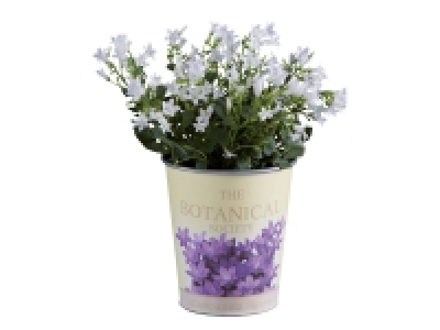 Campanula £2.99