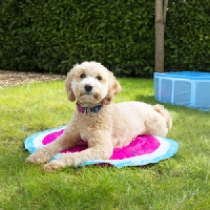 HomeBargains  My Pets: Cooling Mat - Watermelon