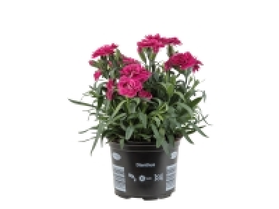 Dianthus £1.99