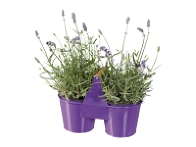 Lavender in Duo Pot £5.99