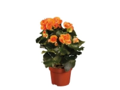 Begonia £2.49