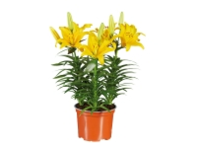Asiatic Lilies £3.49