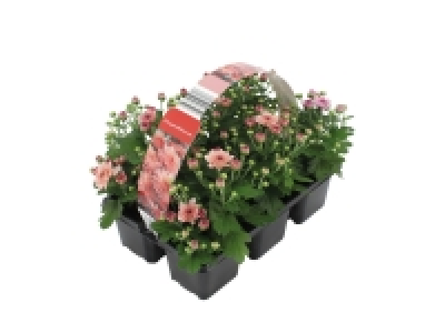 Chrysanthemum £2.99