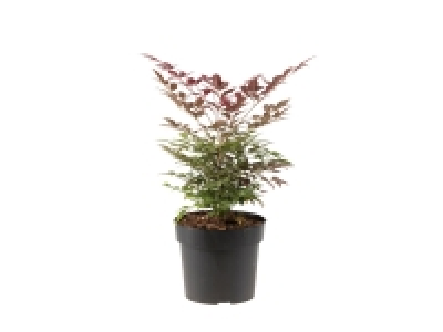 Sacred Bamboo £7.99