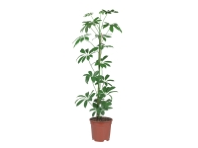 Green Houseplants £4.99