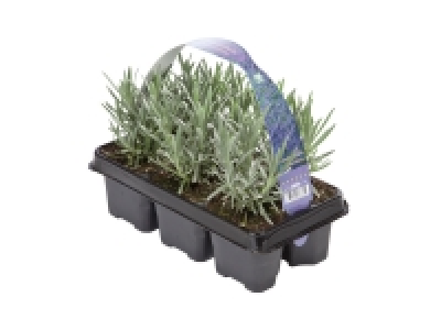 Lidl  Lavender