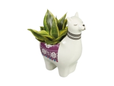 Lidl  Plants in Alpaca Ceramic