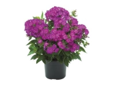 Phlox Flame