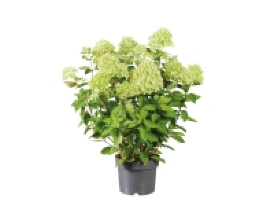 Hydrangea Paniculata