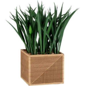 Succulent in Lazer Wooden Pot