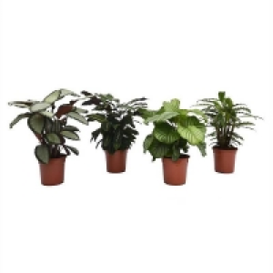 Use Soil That Holds Moisture And Dr Calathea mix 19cm