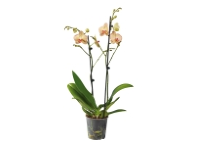 Twin Stem Orchid £6.99