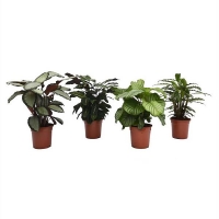 Homebase Use Soil That Holds Moisture And Dr Calathea mix 19cm
